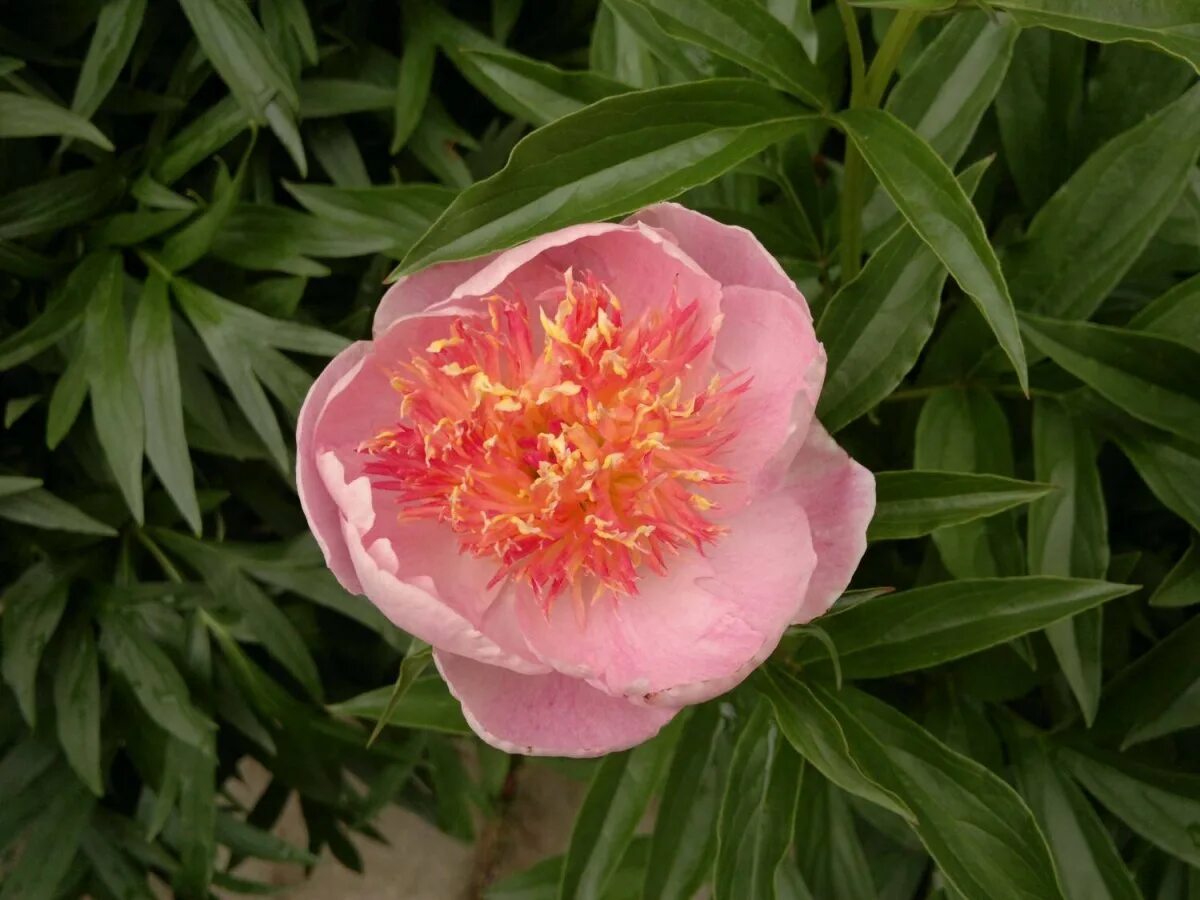 пион травянистый сюзетт. пион жемчуг. пион жемчужный муар. пион молочноцветковый японский. Zhemchuzhnaya rossip пион.