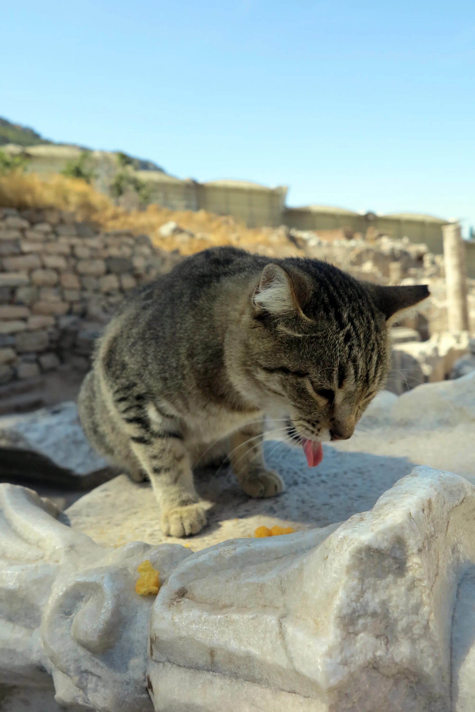 Turkey cats. Кошки в Турции. Город кошек. Турецкие кошки уличные. Город кошек в Турции.