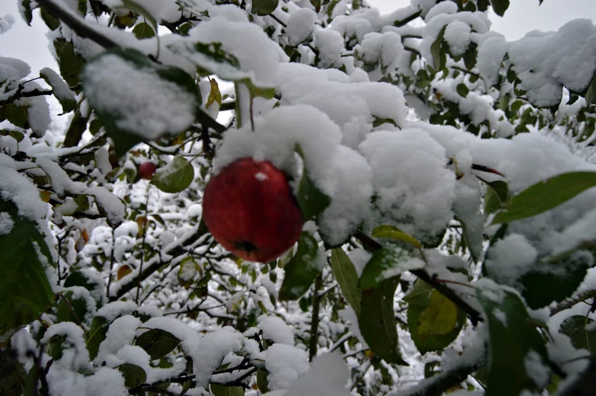 Зимняя яблоня какая. Яблоня в снегу. Зимние яблоки. Заснеженная яблоня. Яблоня зимой.