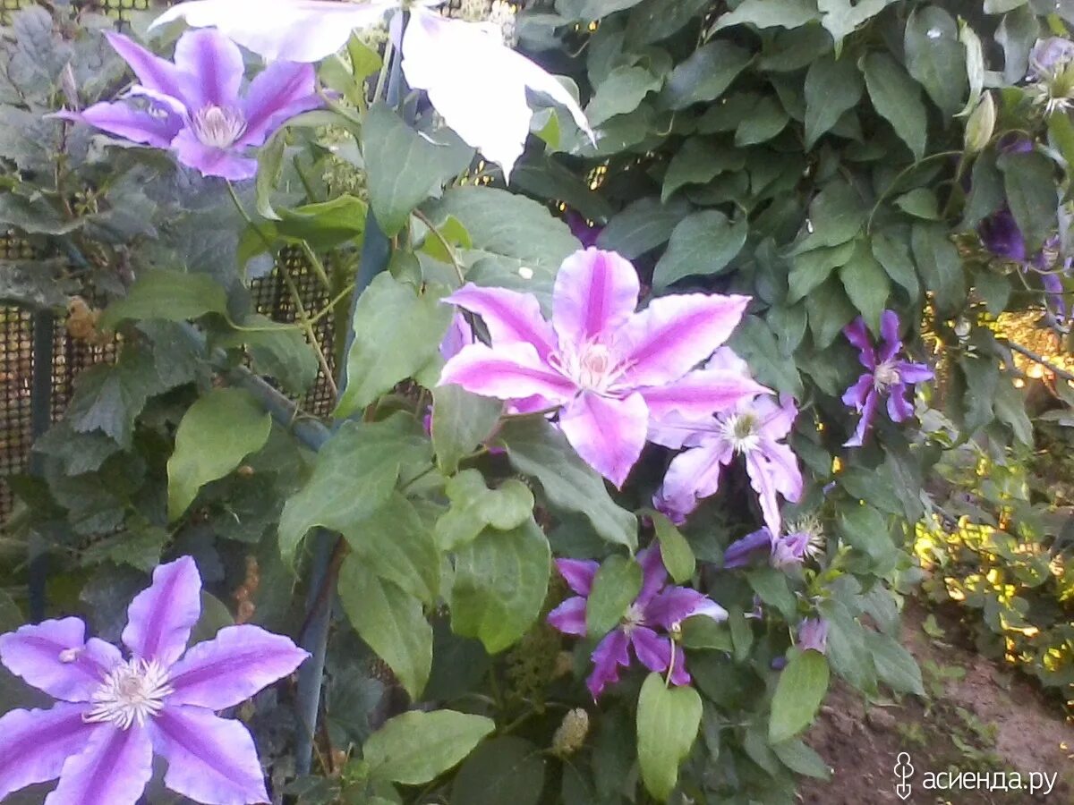 Фото сортов клематиса Ланугиноза Зеленый рай Фотогалерея природы на dia-logika.r