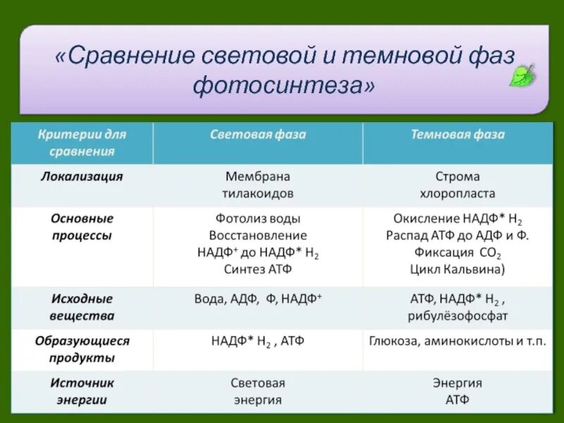 Сравнение реакции. Фотосинтез световая фаза и темновая фаза таблица. Темновая фаза фотосинтеза 2 этап. Исходные вещества Темновой фазы фотосинтеза. Световая и темновая фаза фотосинтеза.