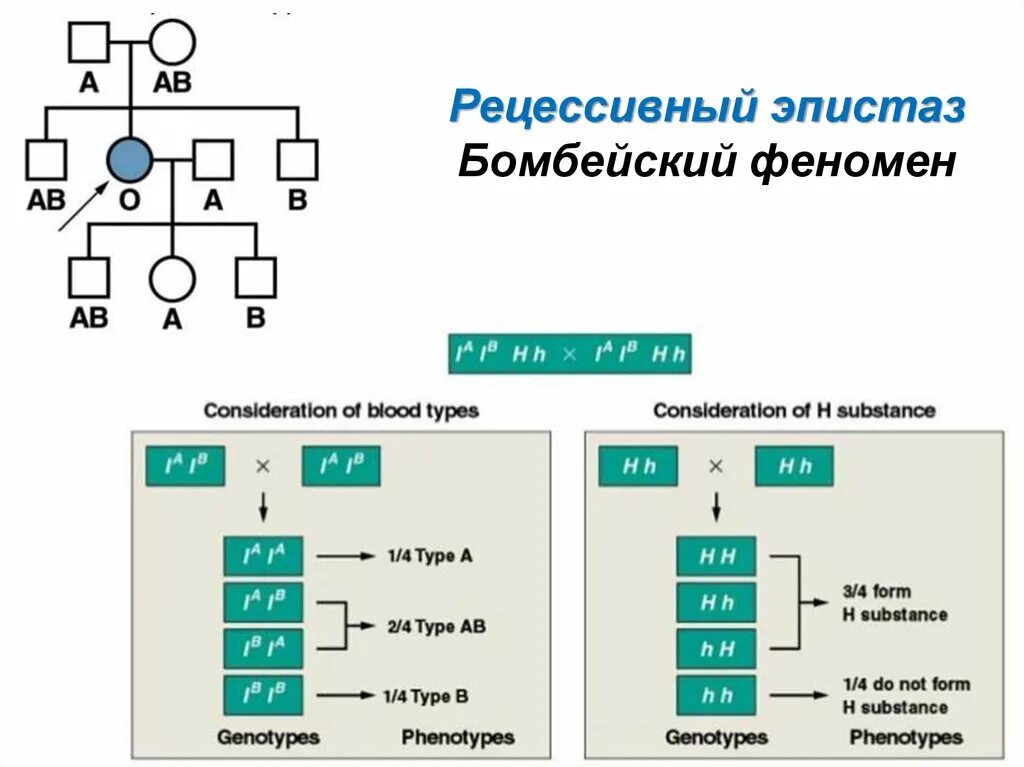 Бомбейский феномен рецессивный эпистаз. Пример эпистаза Бомбейский феномен. Доминантный эпистаз у групп крови. Бомбейский феномен группа крови схема. Доминантные и рецессивные группы крови