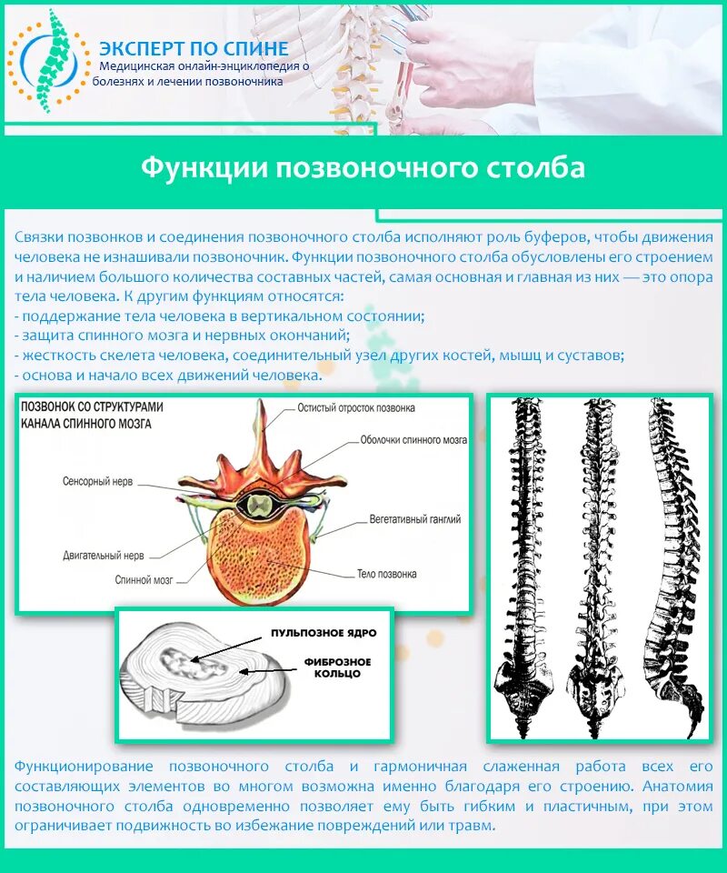 Строение и функции позвоночника. Функции позвоночного столба человека. Функции позвонка человека. Функция позвоночного отверстия.