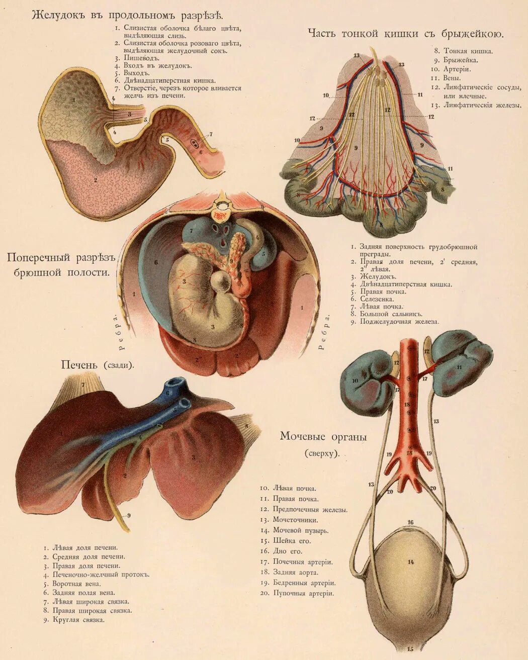 пищеварительная система лошади схема. система пищеварения лошади схема. строение пищеварительного тракта лошади. желудок едят лошади. строение желудка лошади анатомия.