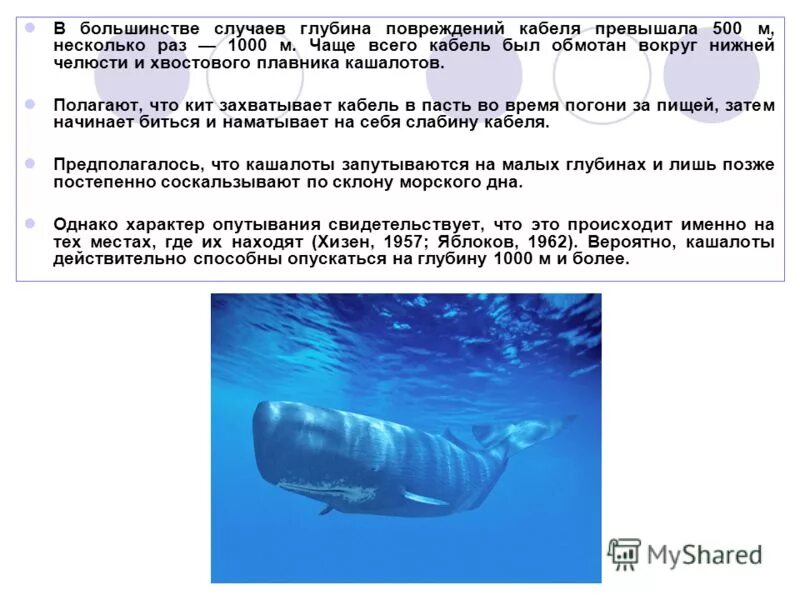 синий кит глубина погружения. подвиды китов. кашалот глубина погружения. кашалот ныряет на глубину. кашалот на какой глубине.