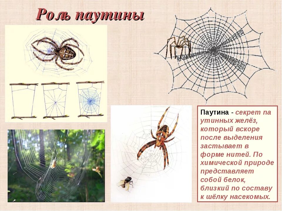Значение паутины у паукообразных. Из чего состоит паутина паука состав. состав паучей паутины. строение паутины паука. из чего состоит паучья паутина.