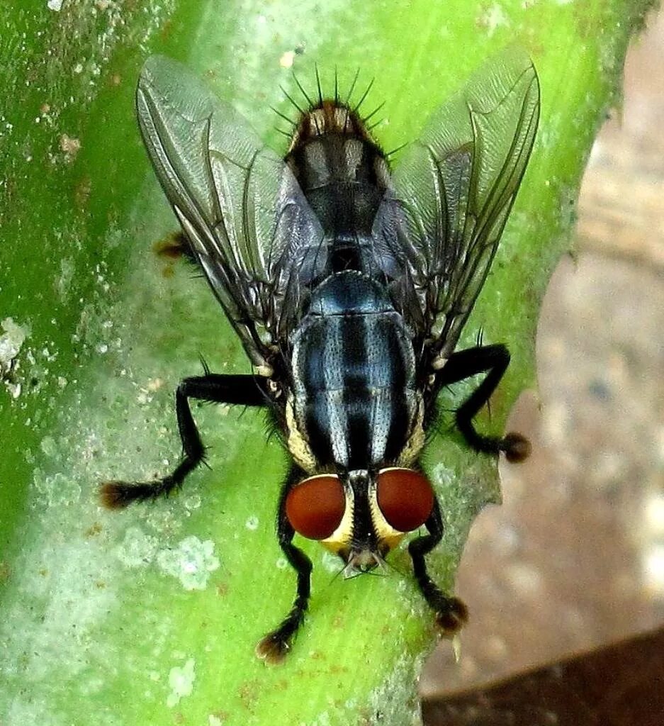 Развитие мясной мухи. Падальные мухи. Sarcophagidae Муха. Calliphoridae Муха. Саркофагиды.