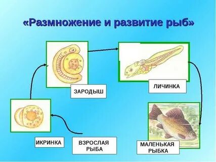 Оплодотворение костных