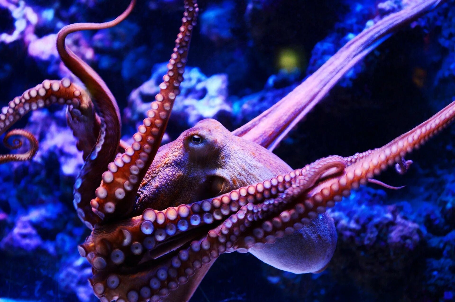 Что такое осьминог. Головоногие моллюски осьминог. Спрут головоногий моллюск. Длиннощупальцевый Спрут. Октопус вульгарис.