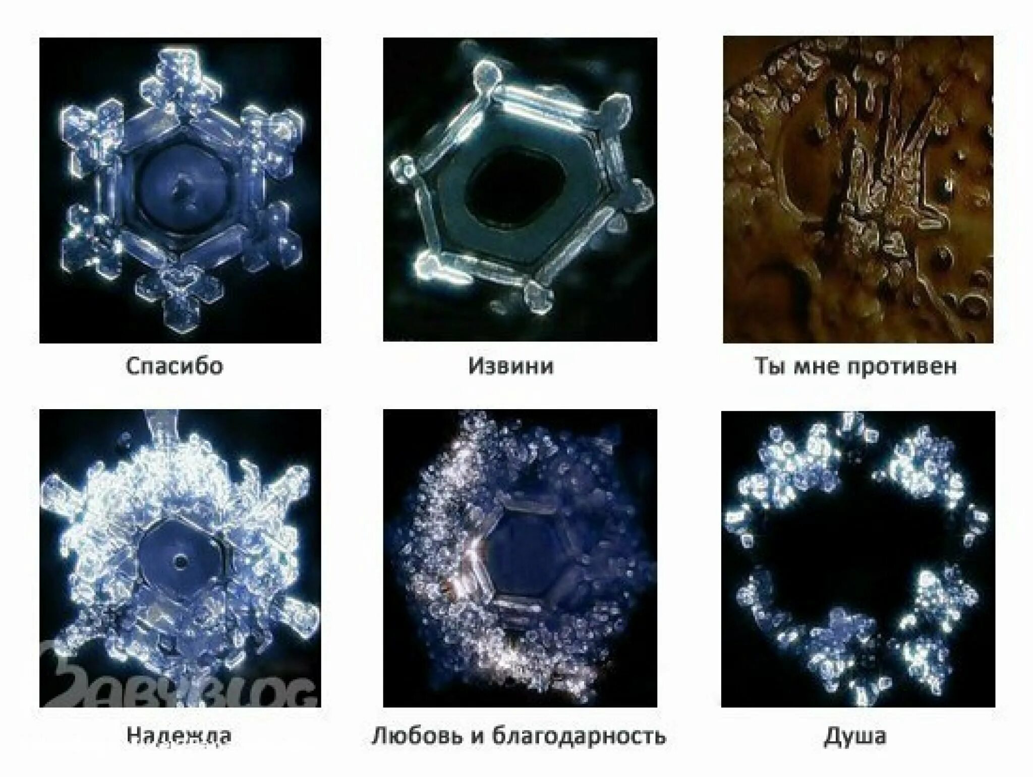 Реакция воды с bao. Кристаллы воды Масару Эмото. Масару Эмото о воде. Японский ученый Масару Эмото снежинки. Опыты Масару Эмото звуком.