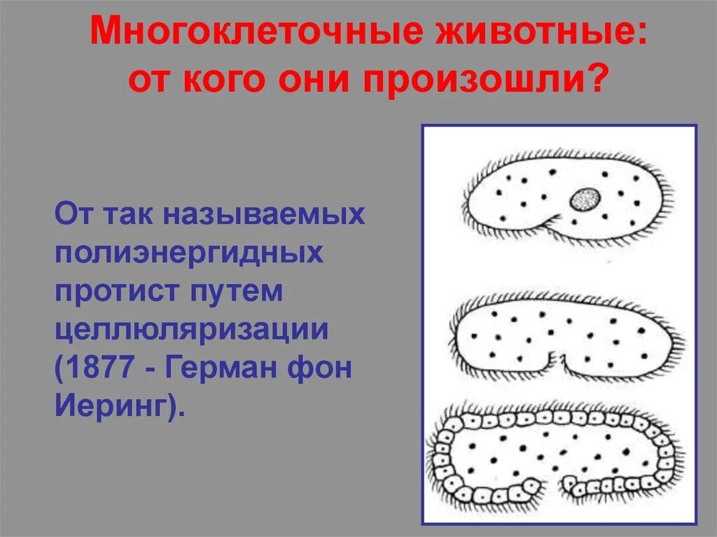 Теории происхождения многоклеточных животных. Происхождение многоклеточных животных. Возникновение многоклеточности. От кого произошли многоклеточные животные.