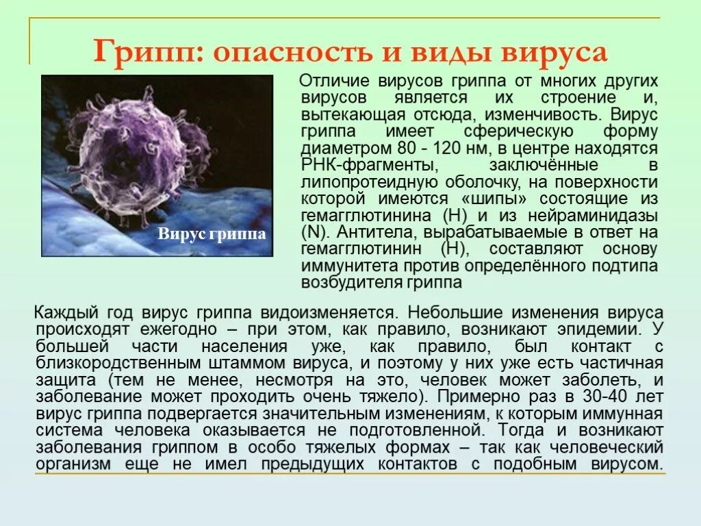 Появление гриппа. Вирус гриппа сообщение по биологии. Вирусы доклад. Сообщение о вирусе по биологии. Информации о вирусах а биологии.