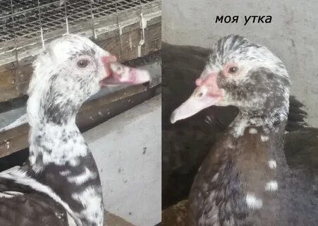 Пол утки