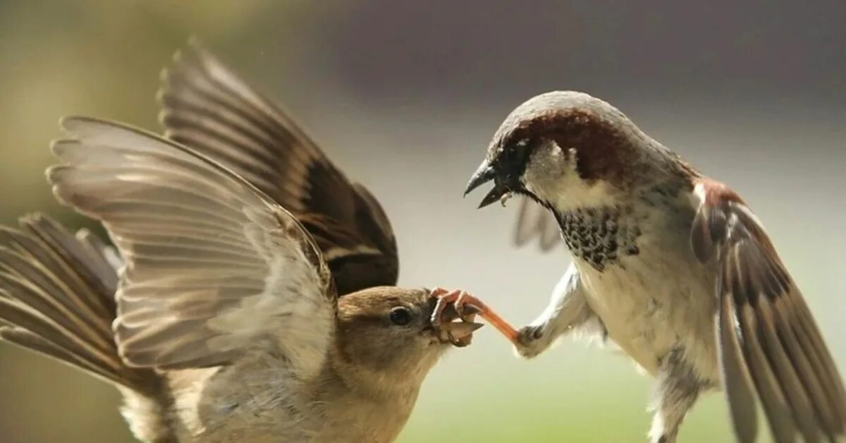 Общение птиц. Коммуникация птиц. Воробей и воробьиха фото. Птицы общаются между собой.