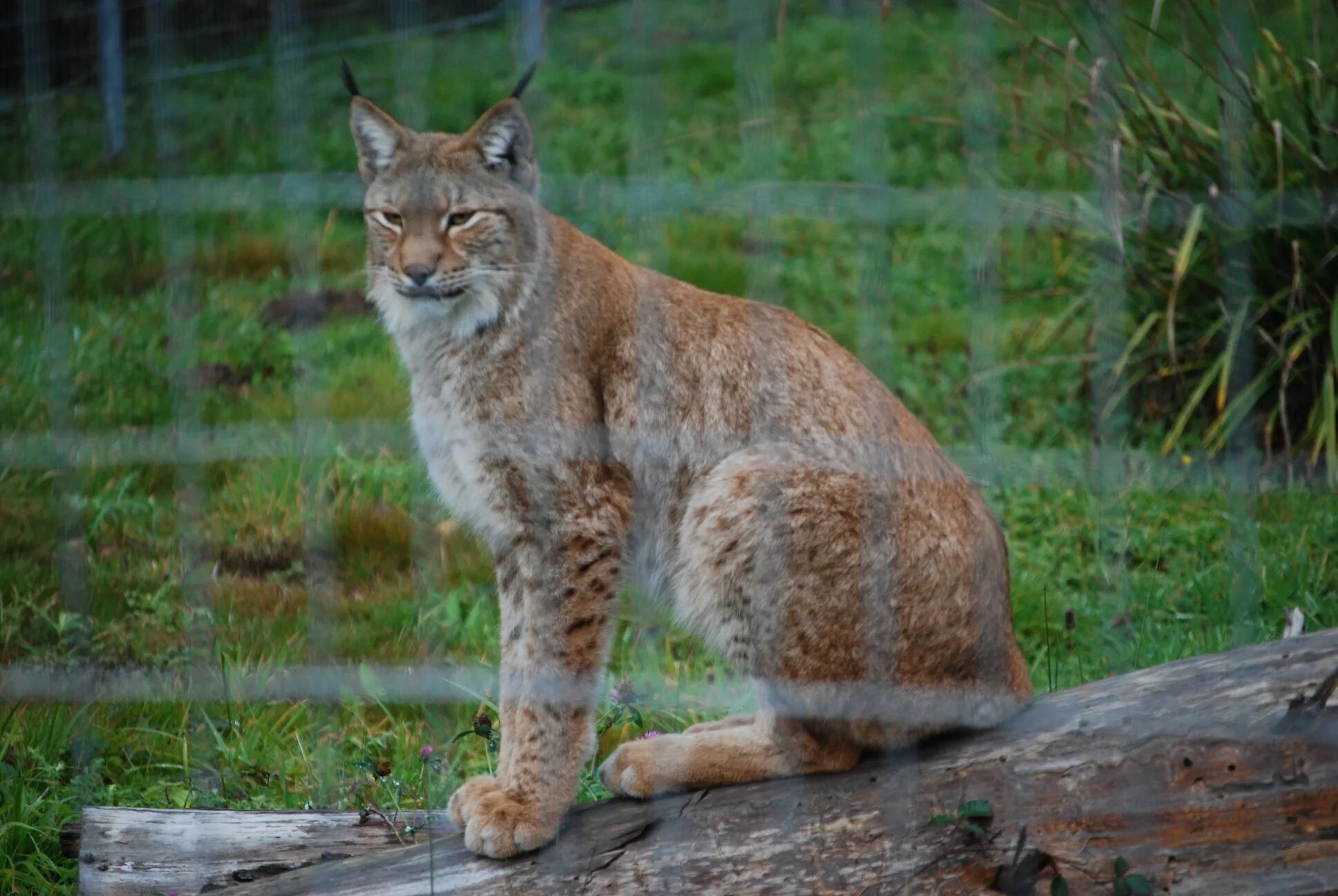 Рысь Самара. Карликовая Сибирская Рысь. DMC k5256 Сибирская Рысь (Siberian Lynx. _Lynx_2.