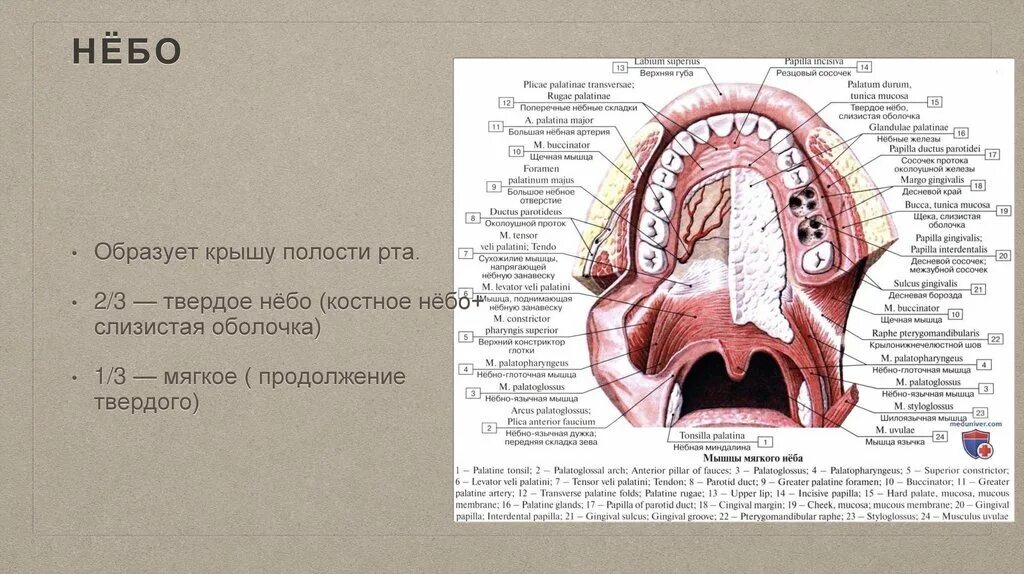 Небо на латыни. Твердое небо анатомия строение. Мягкое небо строение анатомия. Твердое небо и мягкое небо.