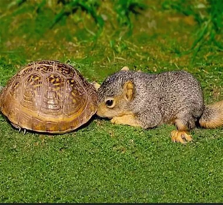 Черепаха белка. Белка и черепаха. белочка черепаха. про белку и черепаху. squirrel череп.