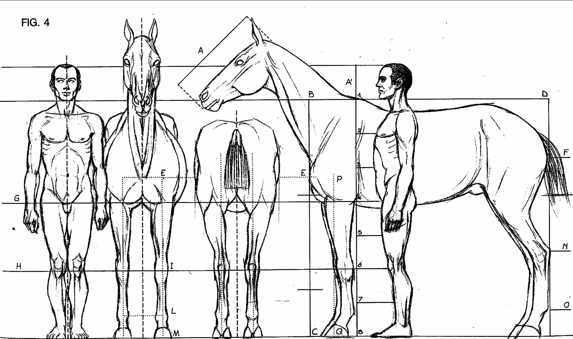 Сколько в человеке лошадиных. Пропорции человека и лошади. Соотношение пропорций лошади и человека. Человек и лошадь соотношение. Пропорции тела лошади для рисования.