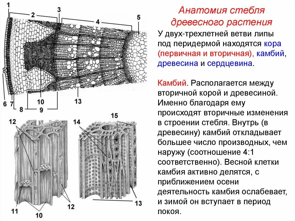 Камбий сосуды устьица древесинные волокна какое понятие. Строение стебля древесного растения. Строение перидермы стебля бузины. Строение стебля древесного растения липы мелколистной. Внутреннее строение древесного стебля.