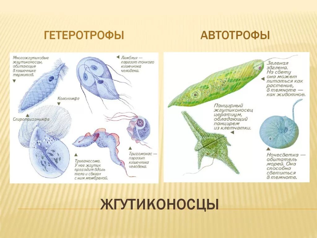 Жгутиконосцы представители. Тип простейшие класс жгутиковые представители. Простейшие жгутиконосцы инфузории 7 класс. Класс жгутиковые представители. 7 групп простейших