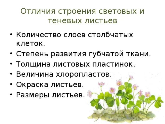 В чем различие в строении. Строение световых и теневыхлистьтев. Строение световых и теневых листьев. Отличия световых и теневых листьев. Строение светового листа.