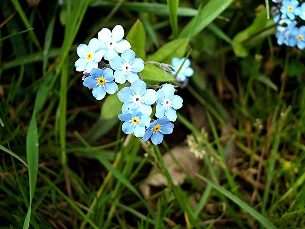 Незабудка Бурачниковые. Миосотис Незабудка. Незабудка Альпийская (Myosotis alpestris). Незабудка Лесная Myosotis sylvatica. Незабудки краткое содержание