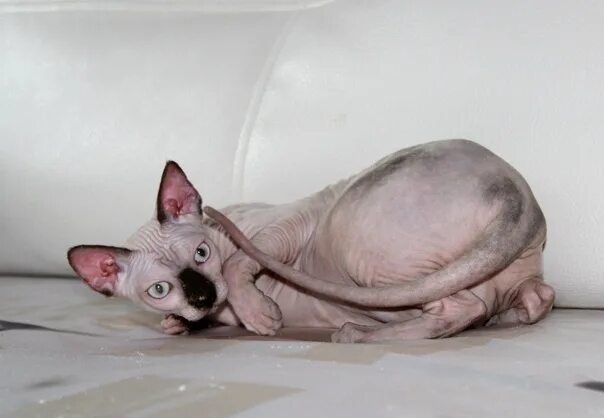 Кошку сфинкса в добрые руки. Кошку сфинкса в добрые руки. Донской сфинкс котята. Лысые котята. Сфинкс в добрые руки.