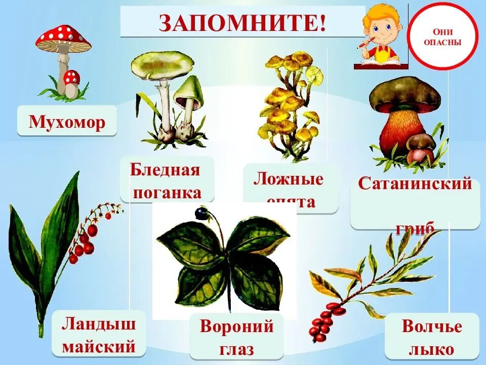 Тест окружающий мир лесные опасности 2 класс. Растения, ягоды, грибы сьедобныенесъедобные. Лесные опасности ядовитые ягоды. Ядовитые растения и грибы. Съедобные и ядовитые грибы и ягоды.