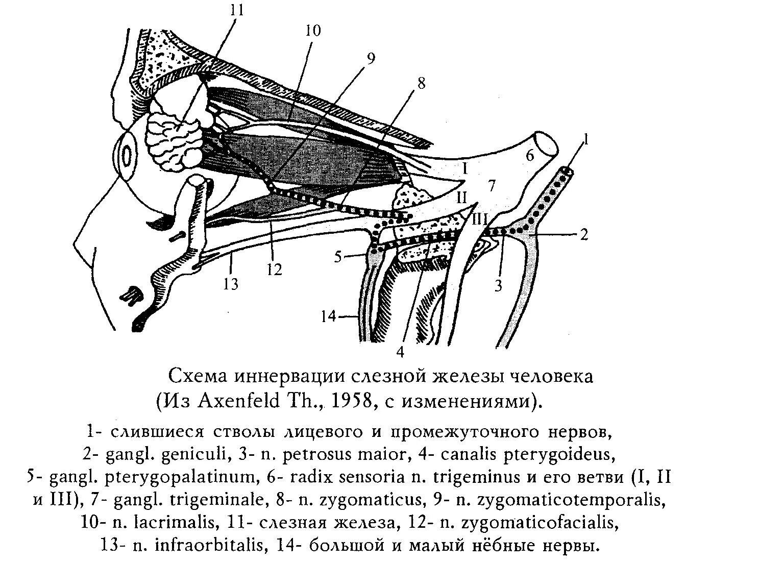 Парасимпатическая иннервация слезной железы железы. Секреторная иннервация слезной железы. Вегетативная иннервация слезной железы схема. Вегетативная иннервация желез. Слезная железа нерв