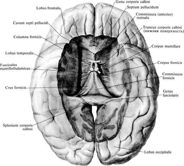 Спайки головного мозга. Столбы свода головного мозга. Свод головного мозга анатомия. Свод гиппокамп и передняя комиссура. Строение свода головного мозга.