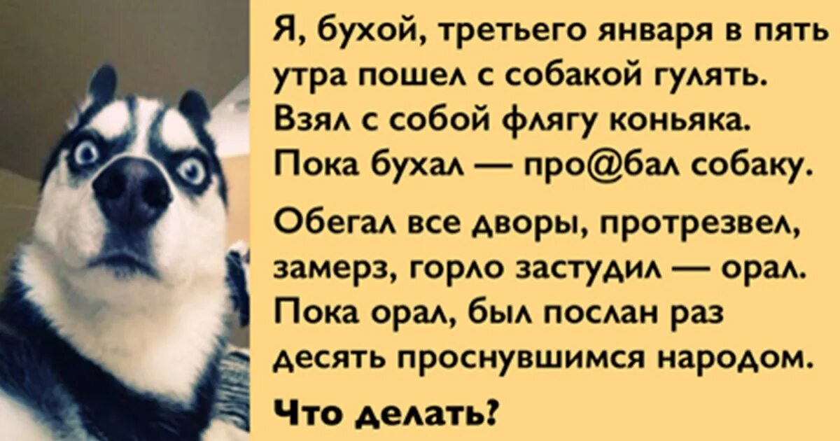 Что нужно делать 3 января. Я бухой, третьего января в пять утра пошёл с собакой гулять. гулять с собакой утром. приколы гулять утром с собакой. я бухой третьего января.