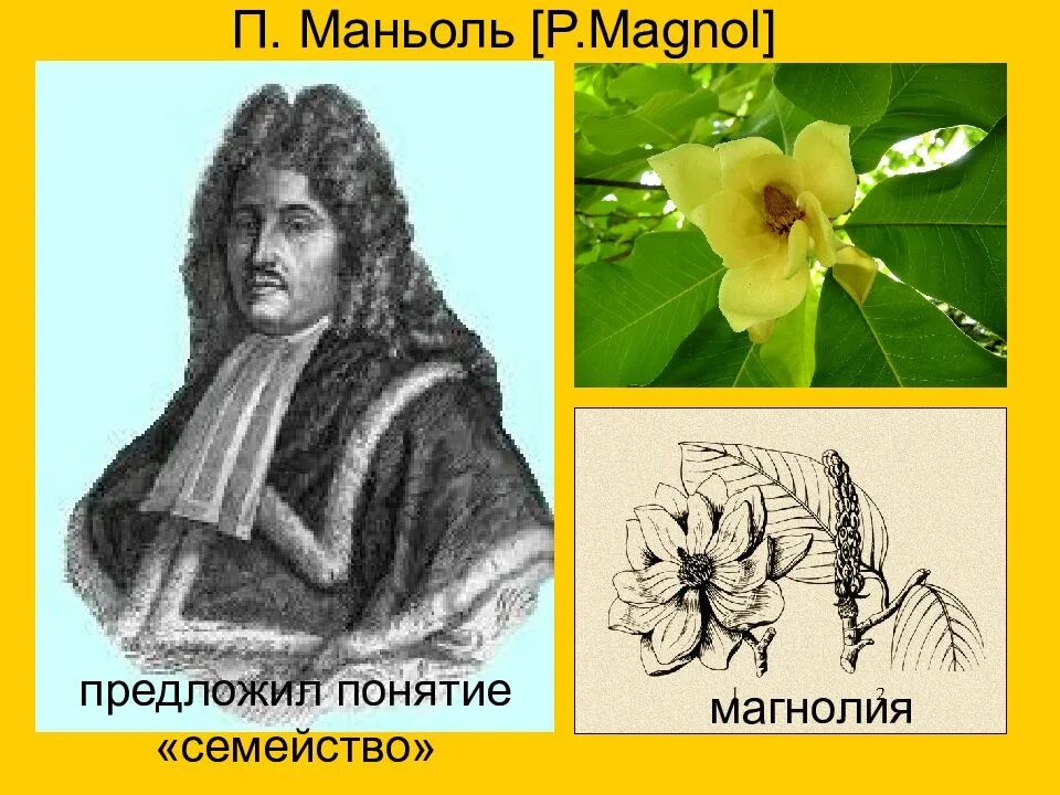 Пьер Маньоль. Пьер Маньоль растение. Эпоха Возрождения биология. Альберту Маньоли.