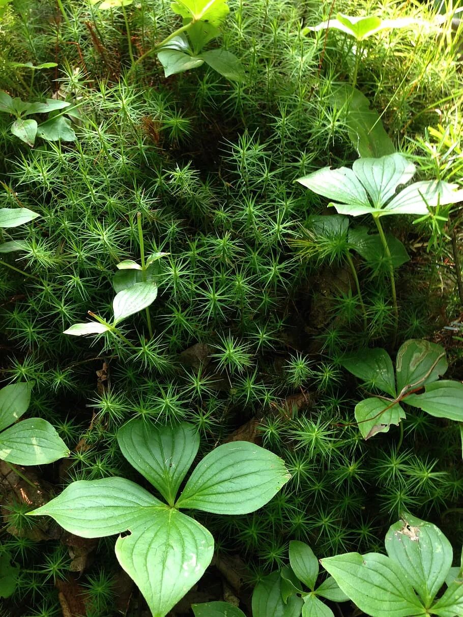 Rainforest plants. Растения в лесу. Растения леса. Лесные травы. Травянистые леса.