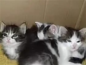 Котята в добрые руки в энгельсе. Котята в добрые руки в энгельсе