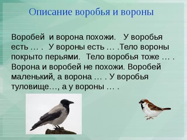 Ворон составить предложение. Ворона и воробей. сравнение воробья и вороны. ворон и воробей. описание воробья.