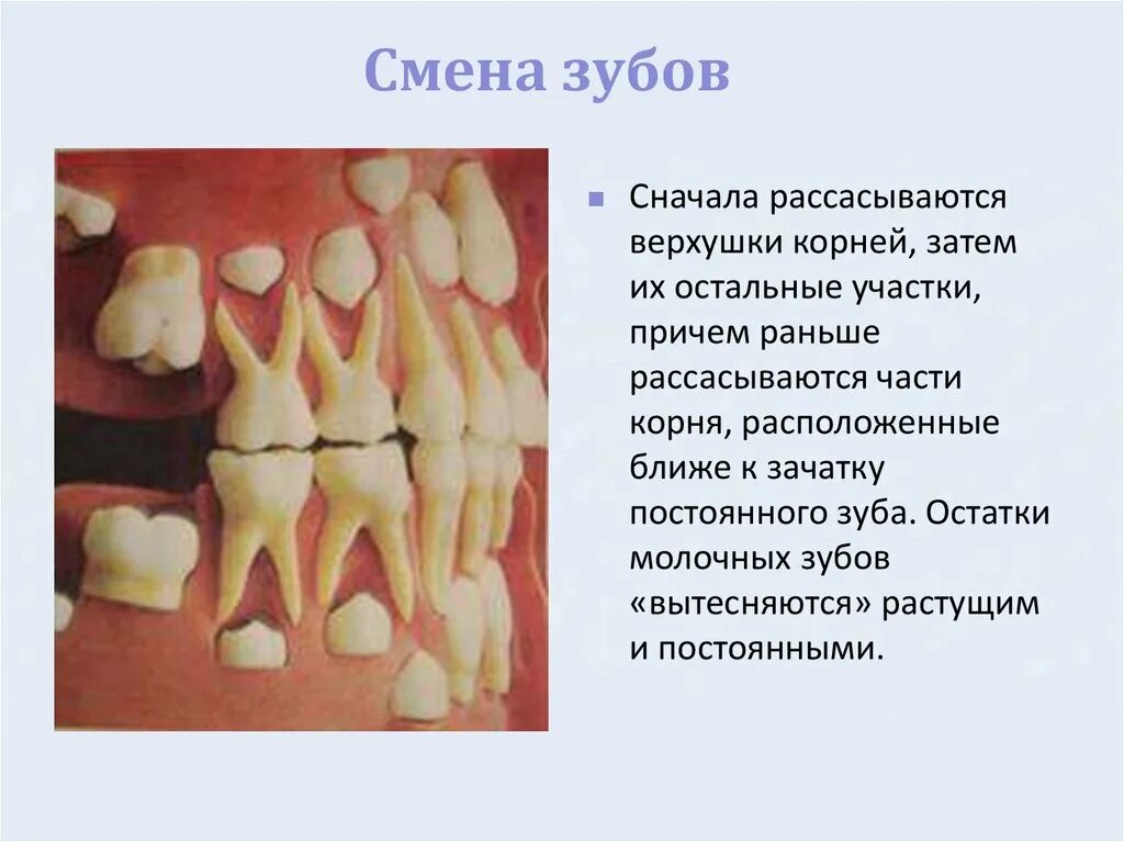 Молочный зуб четверка строение. Зачатки молочных и постоянных зубов зубы. Вырастет ли молочный зуб