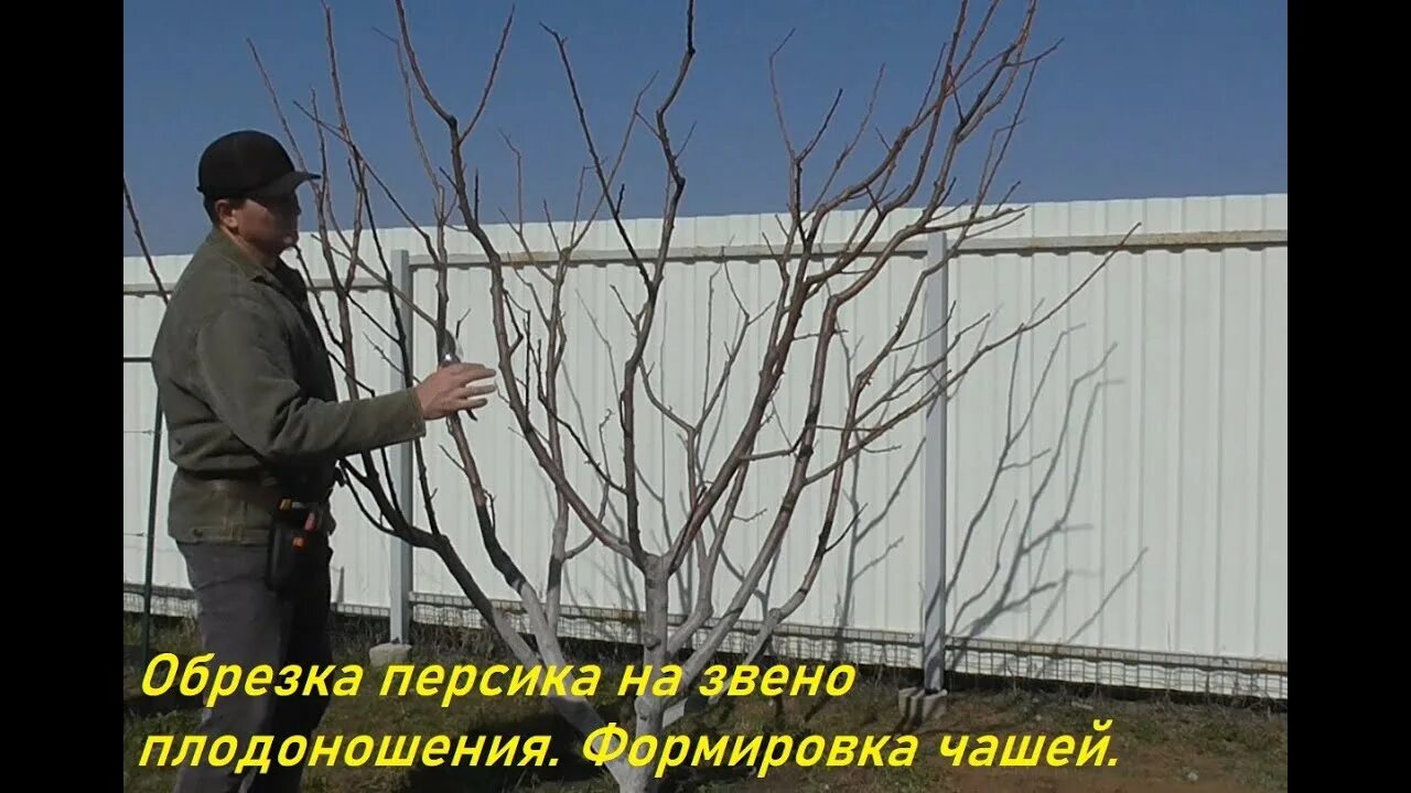 Формировка чаша. Формировка кроны персика. формировка персика веретено. формировка черешни чашей. формировка абрикоса чашей.