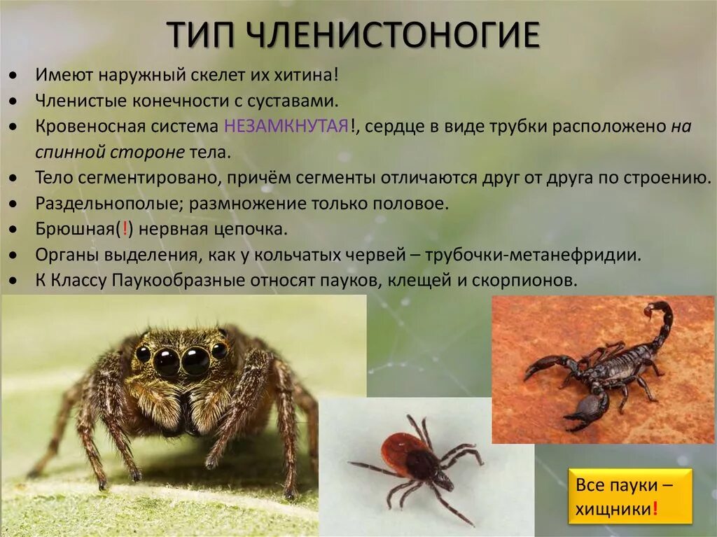 Установи соответствие между паукообразными и насекомыми. Тип Членистоногие. Тип Членистоногие класс. Представители класса членистоногих. Членистоногие имеют.