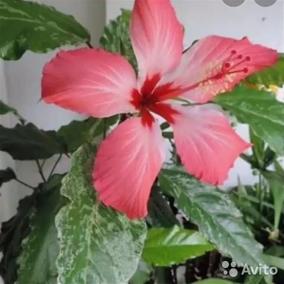 Как выглядит цветок гибискуса фото Купить семена Гибискус Hibiscus Rainbow в Москве: доставка семян по России и СНГ