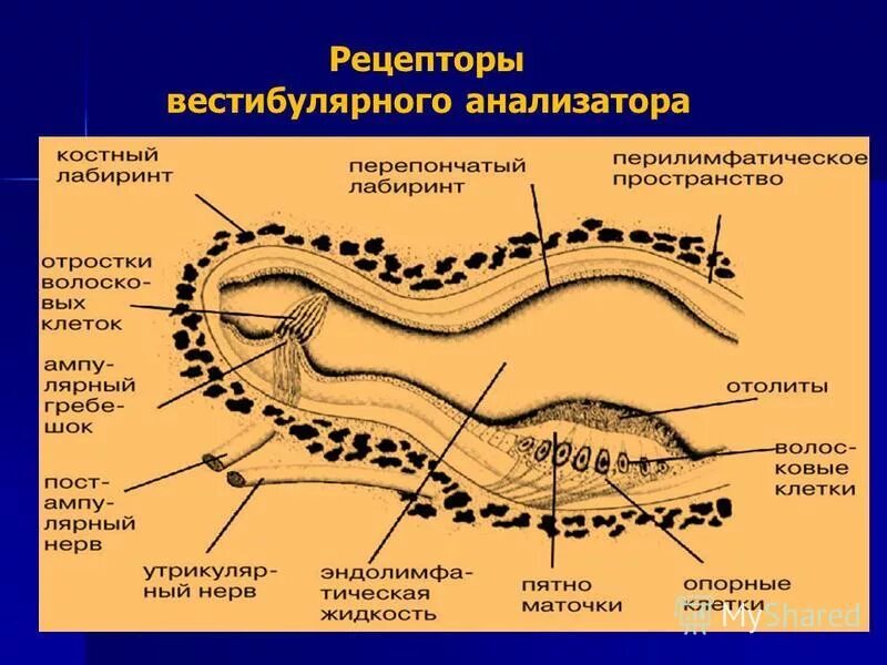 Рецепторы вестибулярного анализатора где. Рецепторы вестибулярного анализатора находятся. Вестибулярный анализатор строение физиология. Рецепторный аппарат вестибулярного анализатора.