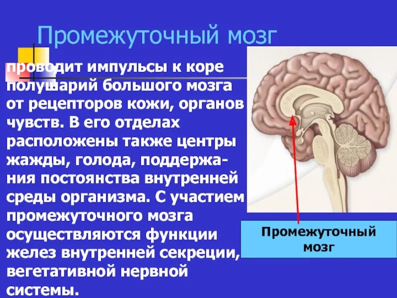 Нервные центры промежуточного мозга. Основные проводящие пути промежуточный мозг. Центры промежуточного мозга. Функции промежуточного мозга. Промежуточный мозг расположение.