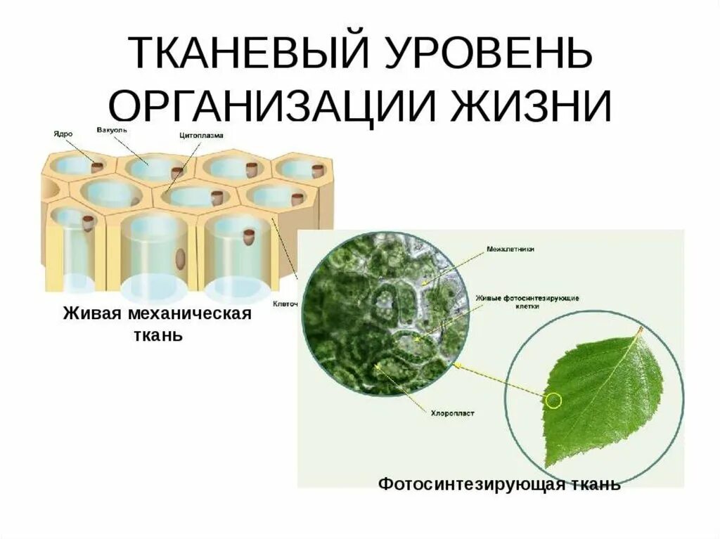 Органно тканевый уровень организации жизни. Тканевый уровень. Тканевый уровень организации. Органо тканевый уровень.