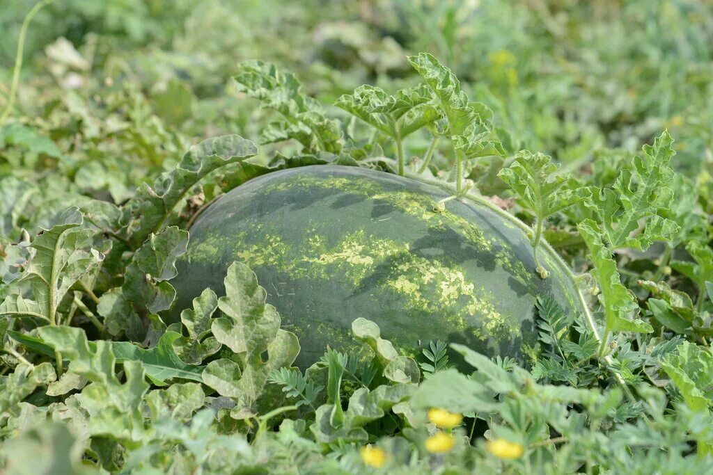 арбузы кубань