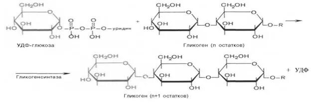 При гидролизе фруктозы образуется. Синтез гликогена из Глюкозы реакция. УДФ Глюкоза. Синтез и распад гликогена. Синтез УДФ Глюкозы.