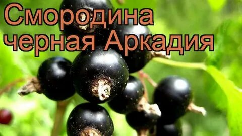 Рингтон смородина