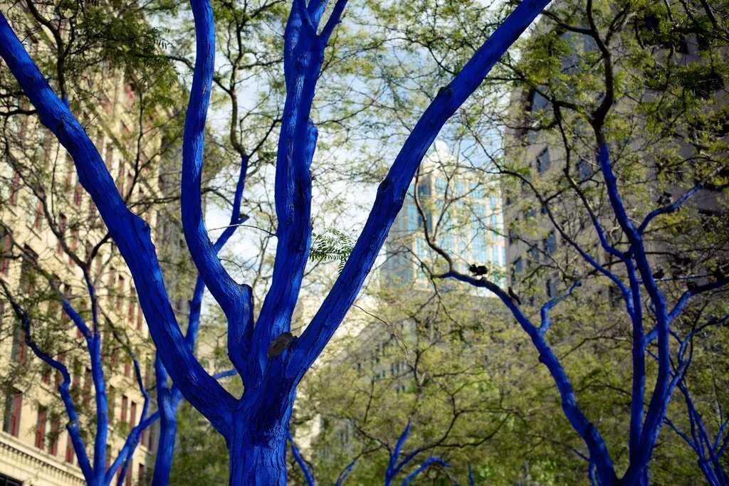 синее дерево. дерево тамала цвет. синее дерево. синее дерево. голубое дерево.