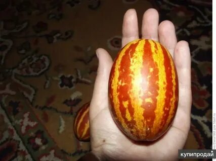 Дыня вьетнамская подарок