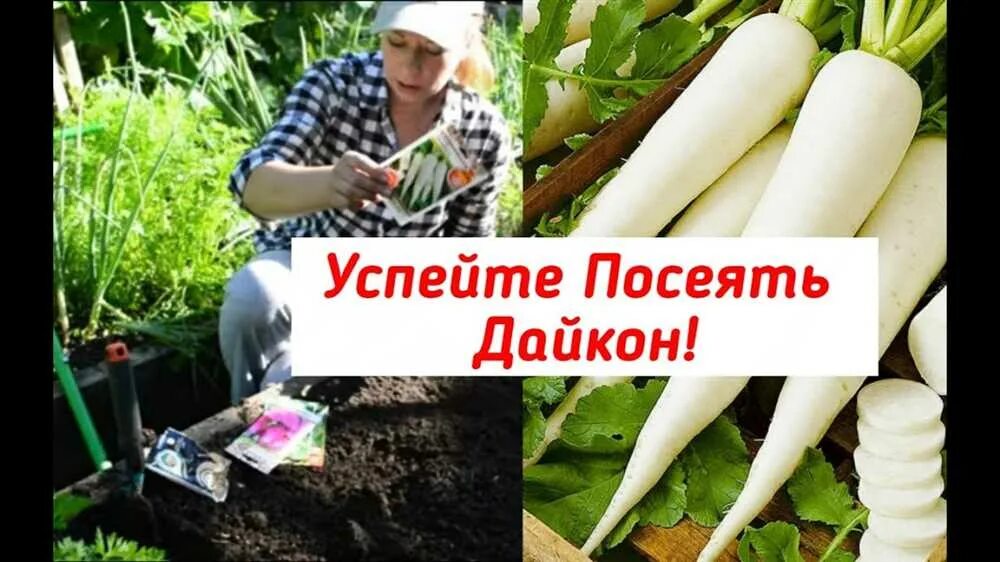 Когда сажать дайкон в июле. Редька дайкон саша. дайкон когда сеять. как растет дайкон фото. посадка дайкона.