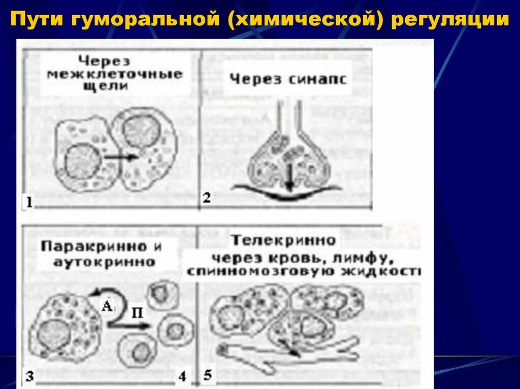 Гуморальный путь регуляции. Пути гуморальной регуляции. Нейрогуморальная регуляция. Гуморальный путь это. Паракриновая регуляция.