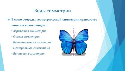 Симметрия в биологии
